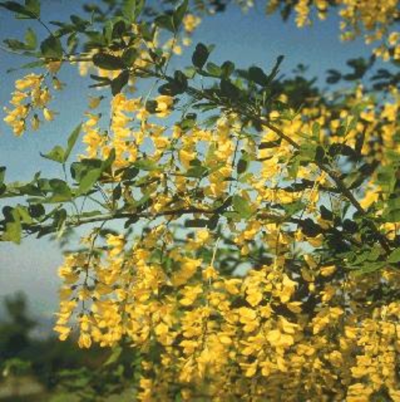 Gullregn – Laburnum anagyroides - C35 12/14 200 CM Stem